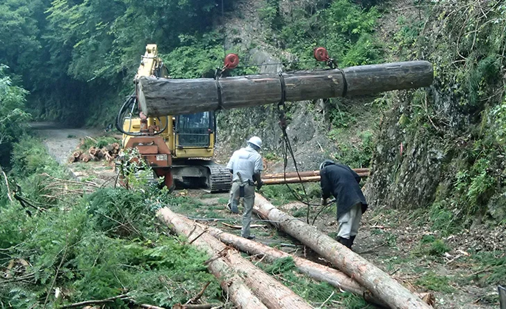本格架線による集材作業